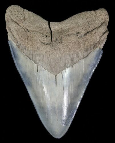 Serrated, Megalodon Tooth - Colorful Enamel #58469